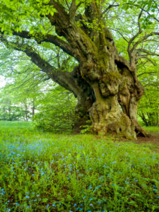 Europe, Germany, Hesse, Lahn-Dill-Bergland Nature Park, the old linden tree of Bermoll (natural monument, 400 years old) Europe, Germany, Hesse, Lahn-Dill-Bergland Nature Park, the old linden tree of Bermoll (natural monument, 400 years old)